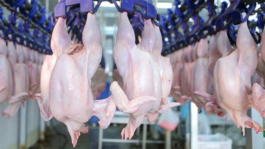 النفزاوي: شطط أسعار لحوم الدواجن ملحوظ في المساحات التجارية الكبرى