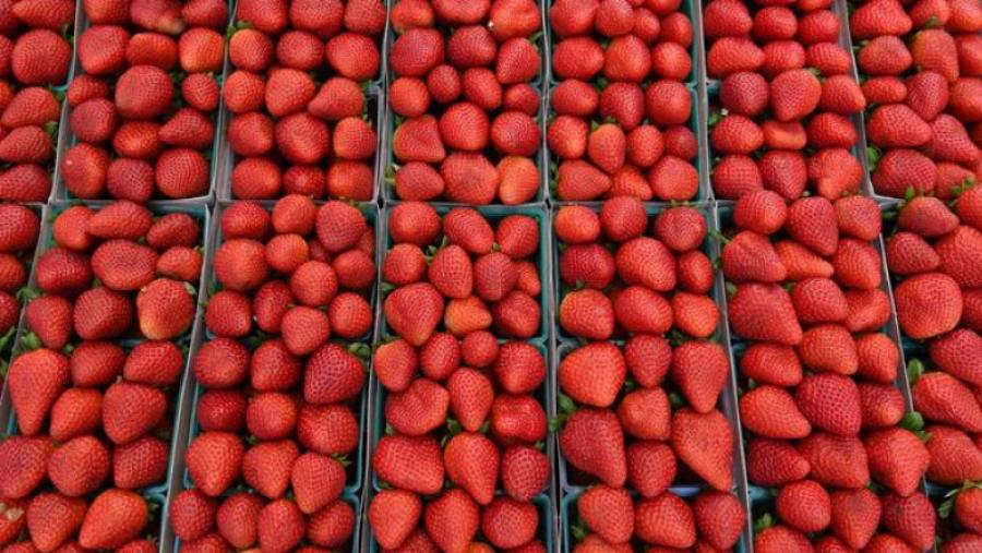 SOTUMAG: Les fraises ne seront vendues qu'aux détenteurs d'une patente