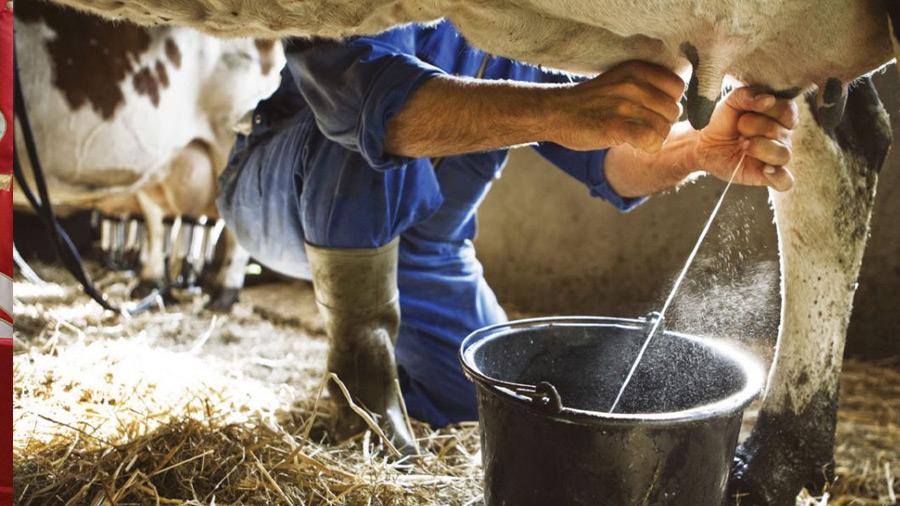 Lait: L’Abondance de la production ne résout pas la crise du secteur