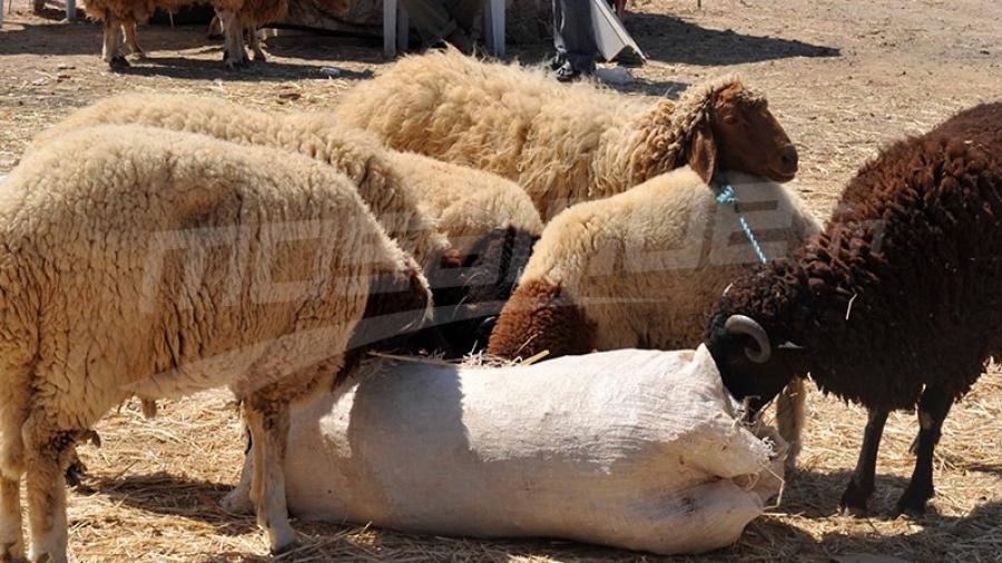 Baisse de 25% de la demande sur les moutons de sacrifice