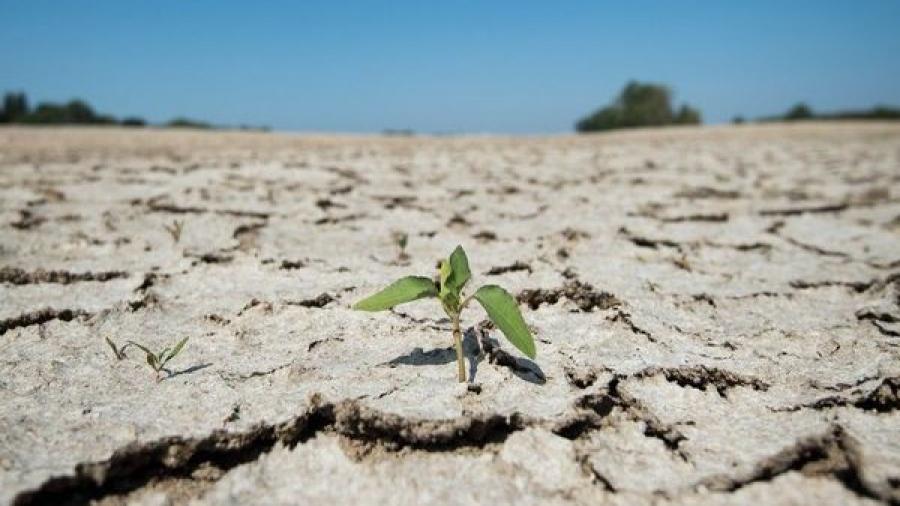 Agriculture: Des pertes à causes des pratiques non durables