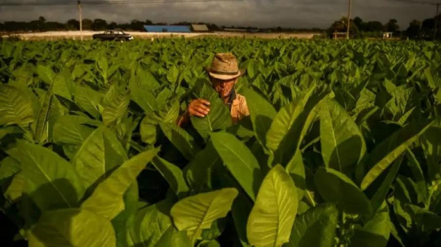 OMS: Cultivez des aliments, pas du tabac