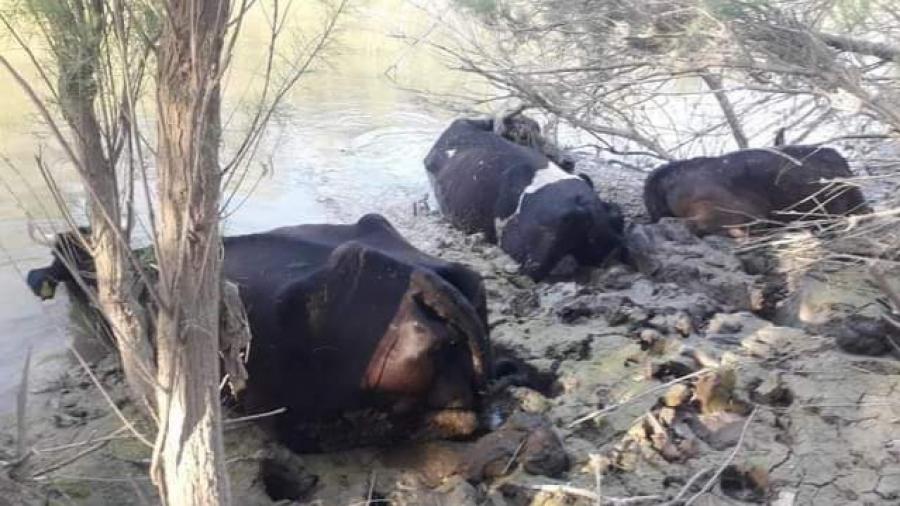 Jendouba: Quatre heures pour désenliser...trois vaches