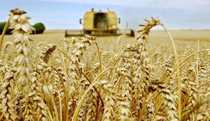 Saison de la récolte céréalière: La moisson moins bonne que souhaité !