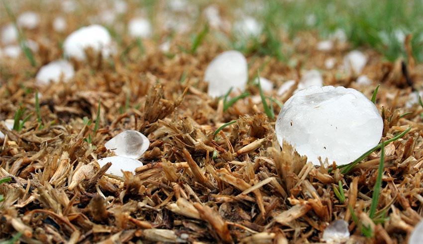 Kasserine : 700 ha d’arbres fruitiers endommagés par la grêle