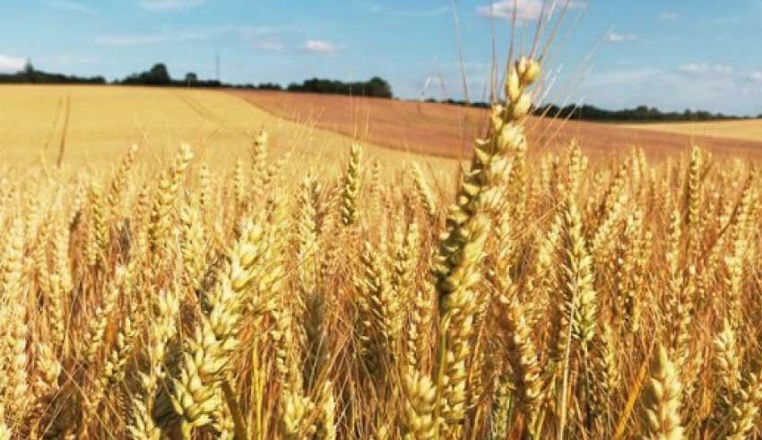 Sidi Bouzid : La récolte céréalière endommagée en raison des dernières pluies