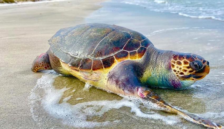 Biodiversité : Les plages de Mahdia de plus en plus prisées par les tortues marines