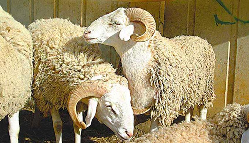 Aïd El Idha : Le prix moyen du mouton est de 890 DT