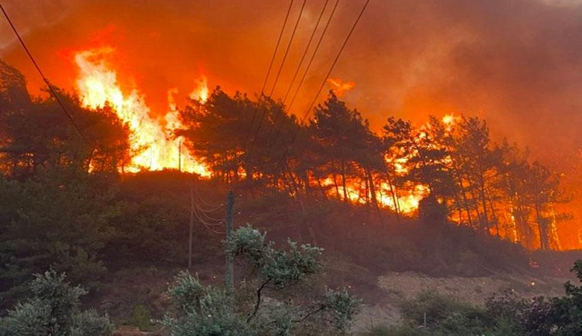 Tabarka : Deux incendies dans la forêt de Maaoula