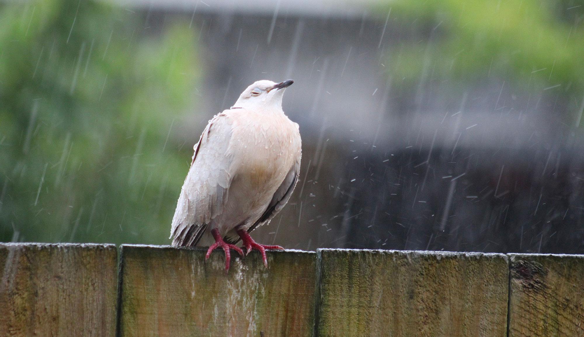 Météo : Chutes de pluies éparses et orageuses sur le nord et le centre