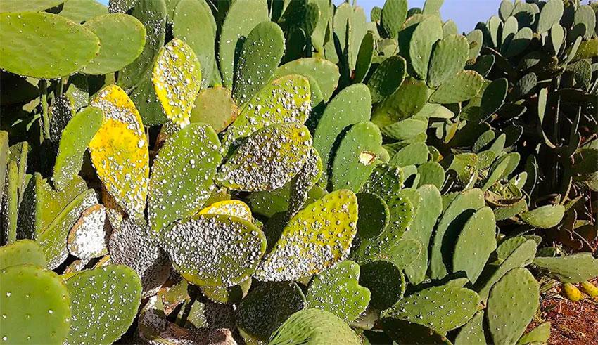 Figues de barbarie : Près de 2705 km traités contre l’insecte de la cochenille du cactus