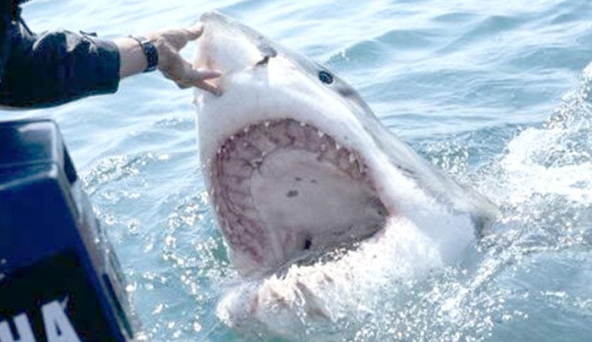 Présence des requins sur nos côtes: Vérité et contre-vérité !