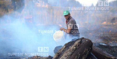 Tunisia- Forest Wildfires: The government set up a crisis unit