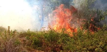 Tunisia – Beja: fire rages in the forest between Nefza and Cap Negro