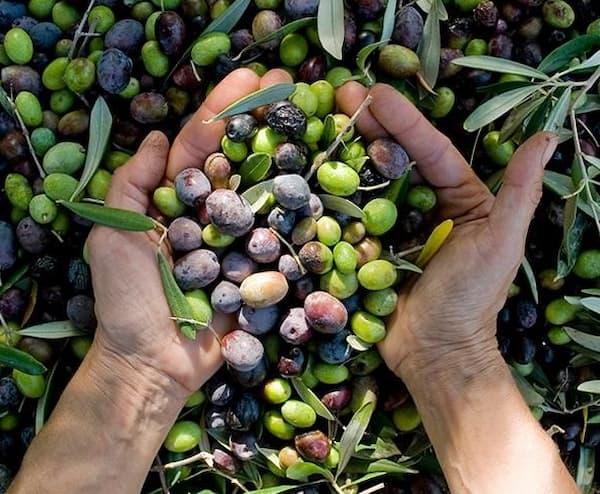 Tunisia-Cap Bon: Olive production in decline