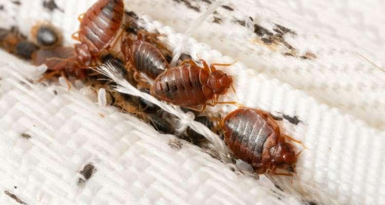 Tunisia-After Sousse, bedbugs discovered in Kasserine