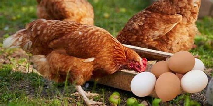 Tunisia-ONAGRI: Fall in prices of broiler chicken and eggs in November