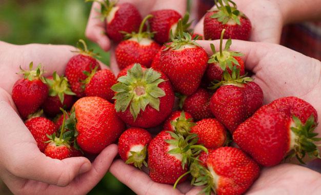 Nabeul: Exceptional strawberry production with less surface area