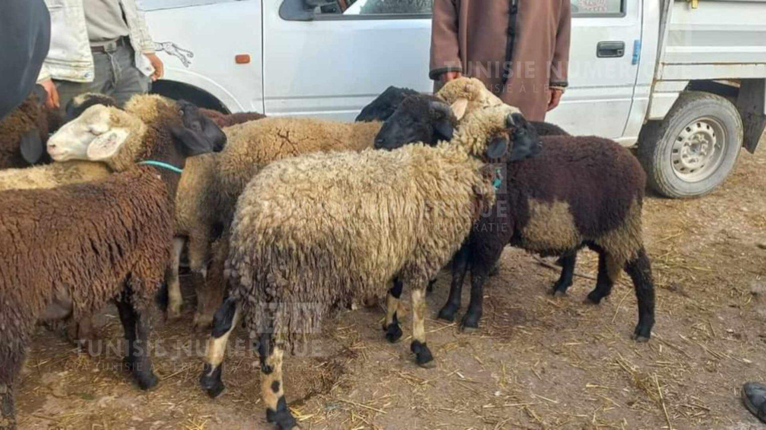 Tunisia-Prices of Eid Al Adha sheep at Beja market