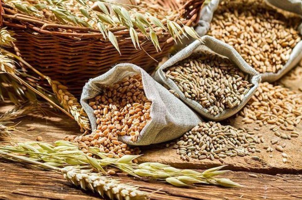 Tunisia-Béja: Seizure of 20 tonnes of subsidized barley in anarchic warehouse