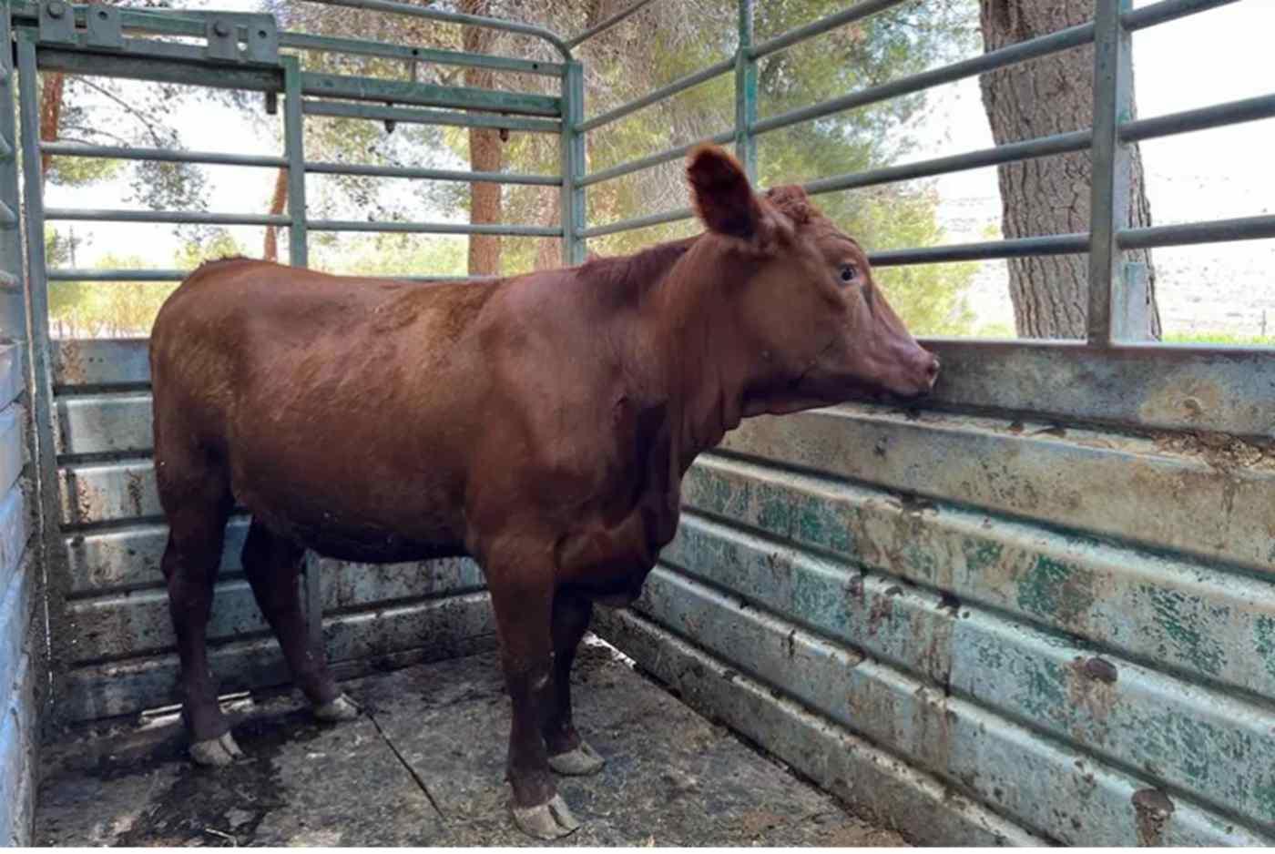 Tensions in Jerusalem: Plan to sacrifice red cow by Jewish extremist groups in front of Al Aqsa