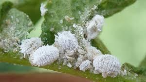 Tunisia-Sfax: “War” declared against mealybugs in Thyna [Video]