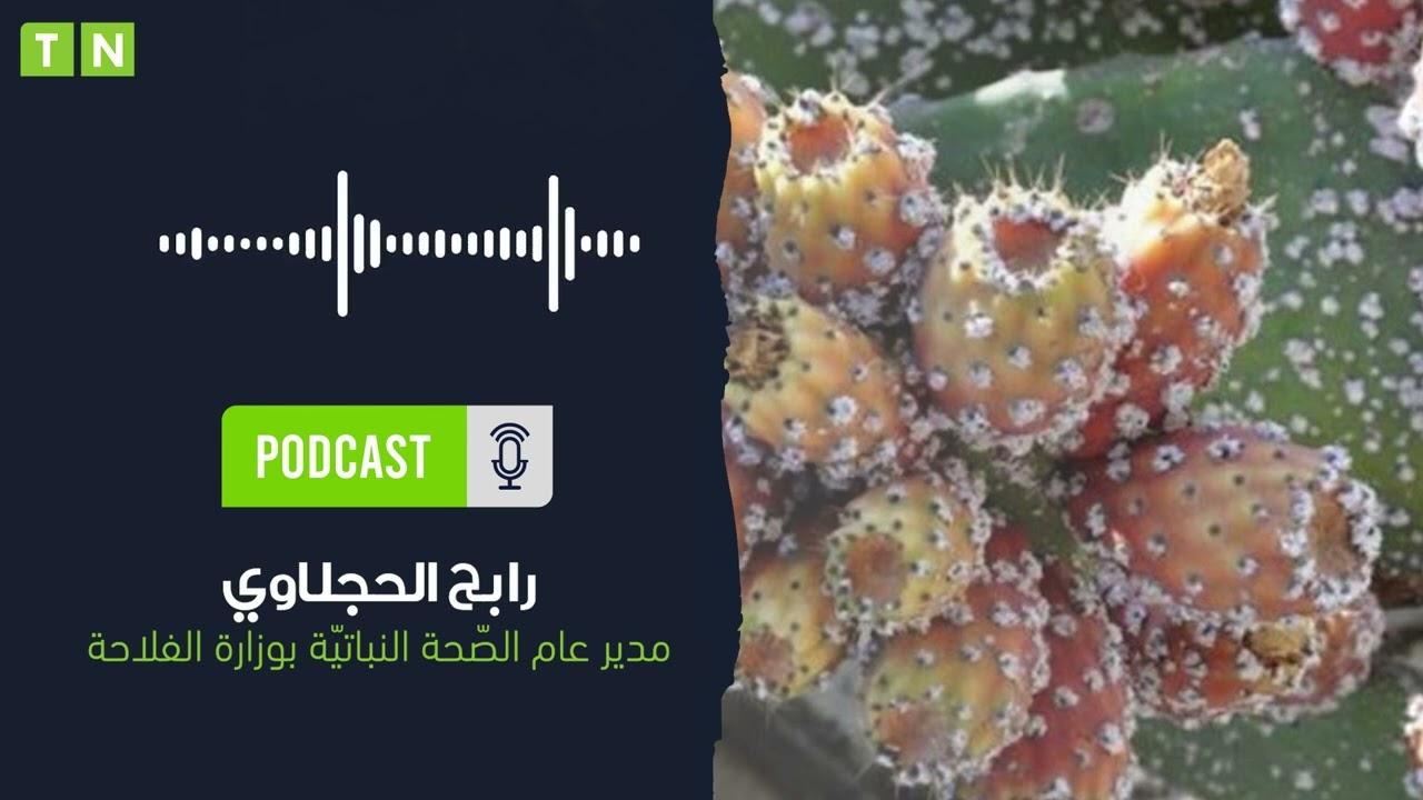 Tunisia- Cochineal insect: Phytosanitary Authority confirms coastal states have become infested