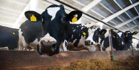 Avian flu is rampant on dairy farms and raises serious fears