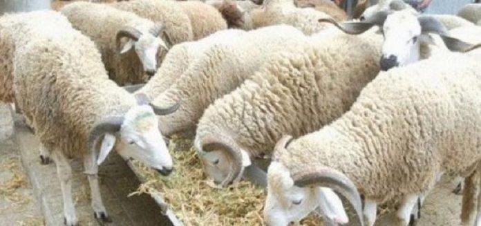 Inhumanity: Gaza deprived of sheep for Eid al-Adha by Israel