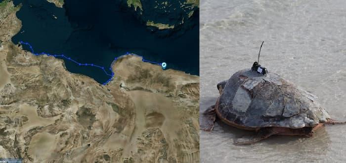 Saved in Djerba at end of 2023, sea turtle reaches Egyptian coasts via Libyan coasts