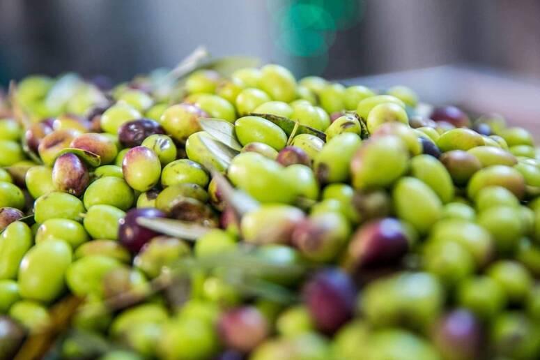 مدنين: تقديرات صابة الزيتون تشير الى تجاوزها صابة الموسم الفارط بنسبة 220 بالمائة نصفها بمعتمدية جرجيس