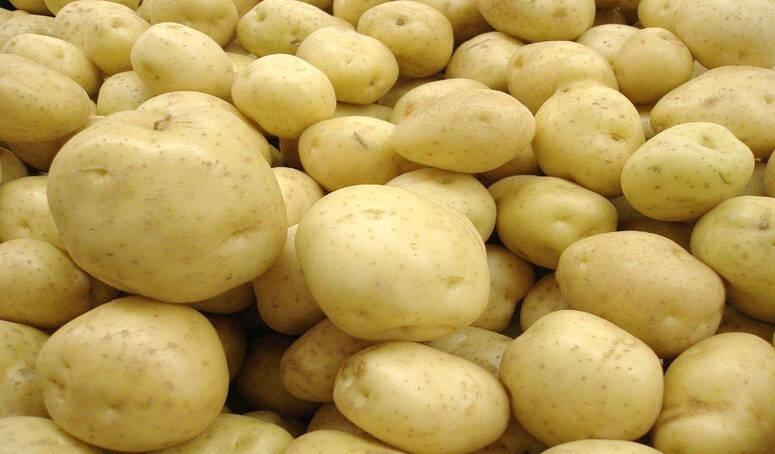 القصرين: ضخ 150 طنّا من البطاطا بسوق الجملة للخضر والغلال بالجهة