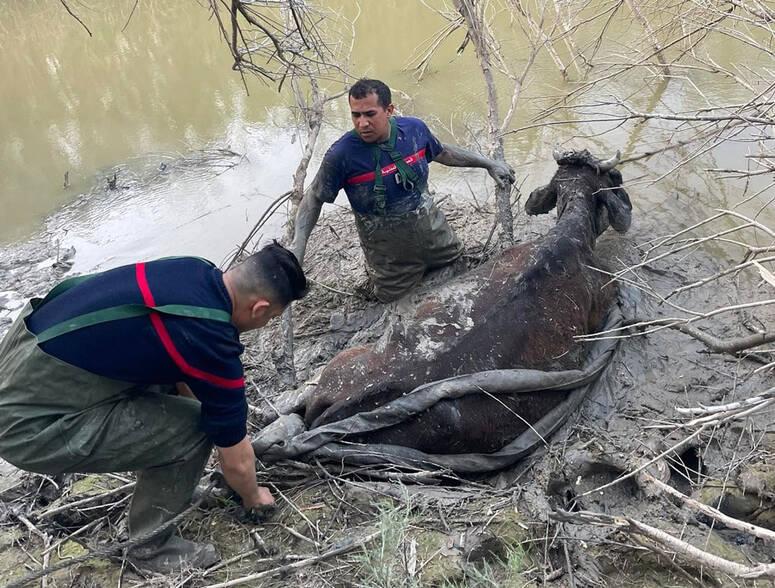 جندوبة: انتشال 3 بقرات عالقة في أوحال وادي مجردة