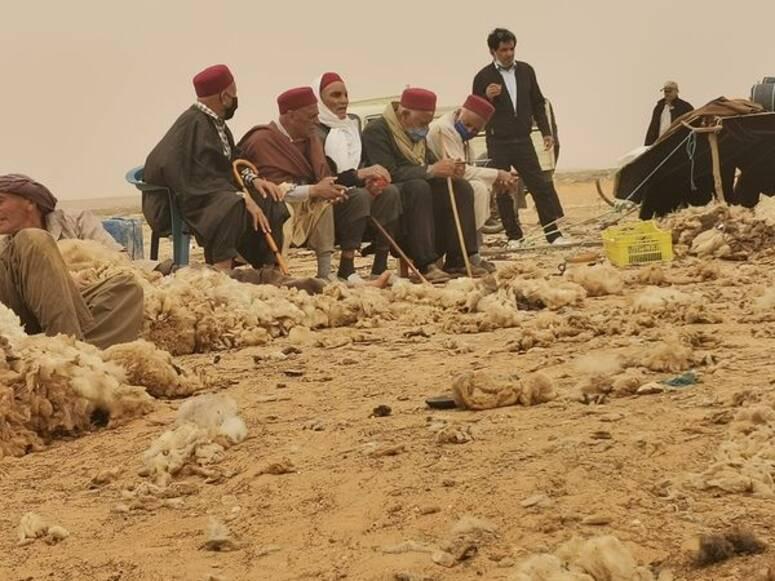 تطاوين: موسم الجز ..عرس الثروة الحيوانية السنوي وتواصل اهدار كميات وافرة من الصوف في غياب وحدات التثمين