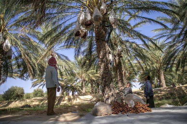 قبلي: انطلاق موسم جني صابة التمور في عدد من واحات الجهة