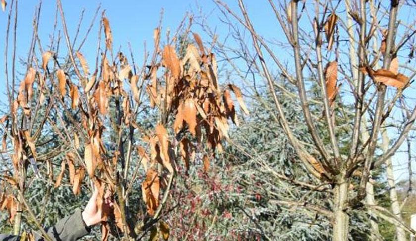 Les agriculteurs de la zone agricole d'arbres fruitiers d'El Aroussa toucheront des indemnisations