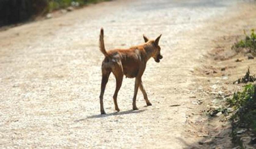 Bardo : une enseignante attaquée par un chien errant au sein du lycée