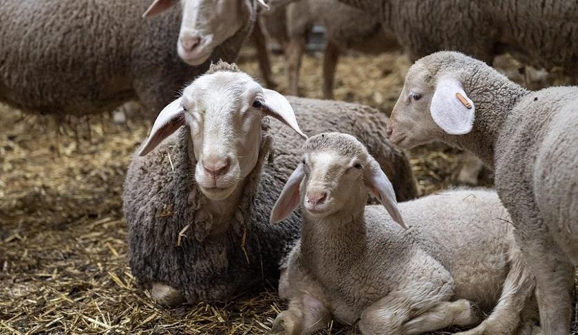 Touiti : des quantités de viande ovine proposées à moins de quarante dinars le kilogramme