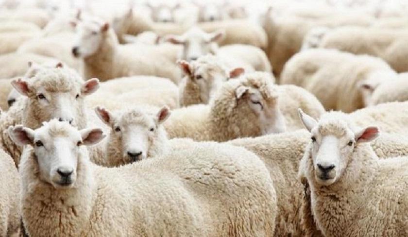 Ahmed Laâmiri dénonce la situation catastrophique du secteur des viandes rouges