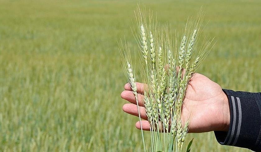 Abdelmonem Belati : la récolte de céréales aurait pu être record