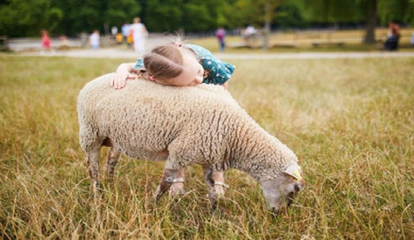 Les spécialistes appellent à ne pas exposer les enfants au sacrifice du mouton