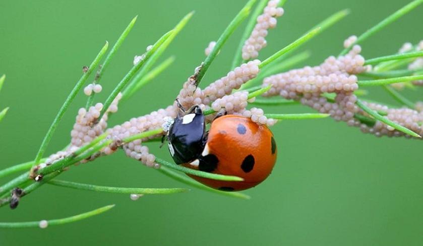 La Tunisie réceptionne cent coccinelles pour lutter contre la cochenille de cactus