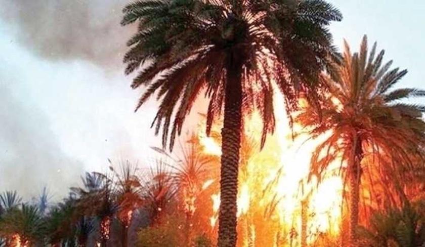 Tozeur : un important incendie ravage 10 hectares d'oasis