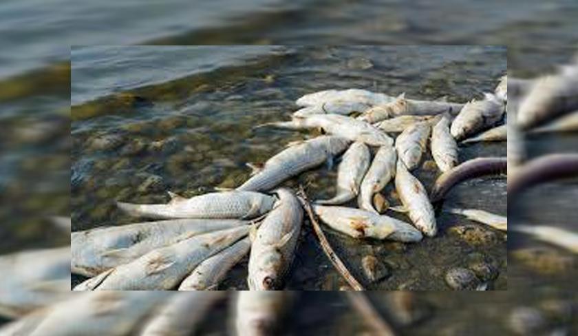 Mounir Hassine : il est impératif de déclarer l'état d'urgence environnementale dans le golfe de Monastir