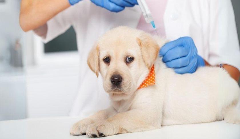 Doyen des vétérinaires : la vaccination est l'unique solution contre la rage