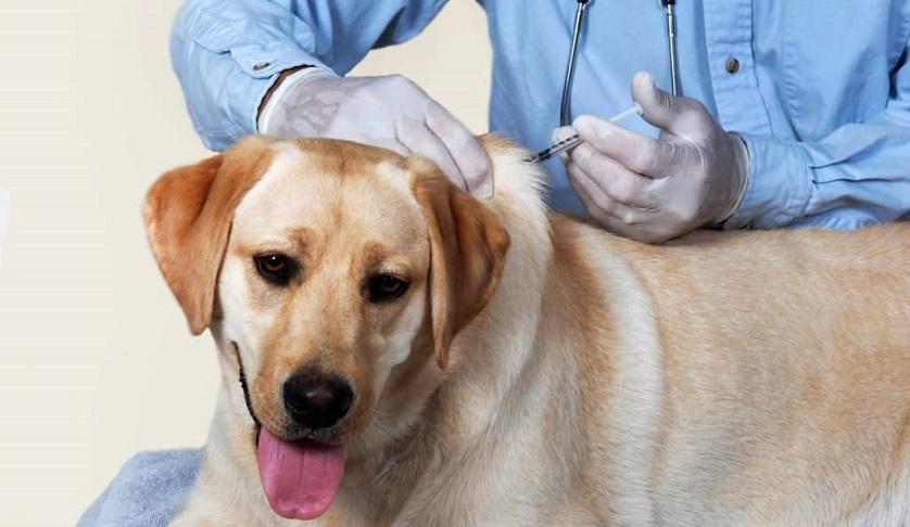 La campagne nationale de vaccination des animaux contre la rage commencera début septembre