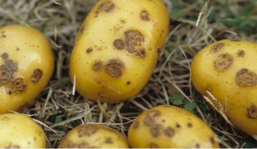 L'importateur de la cargaison de pommes de terre contaminées placé en garde à vue