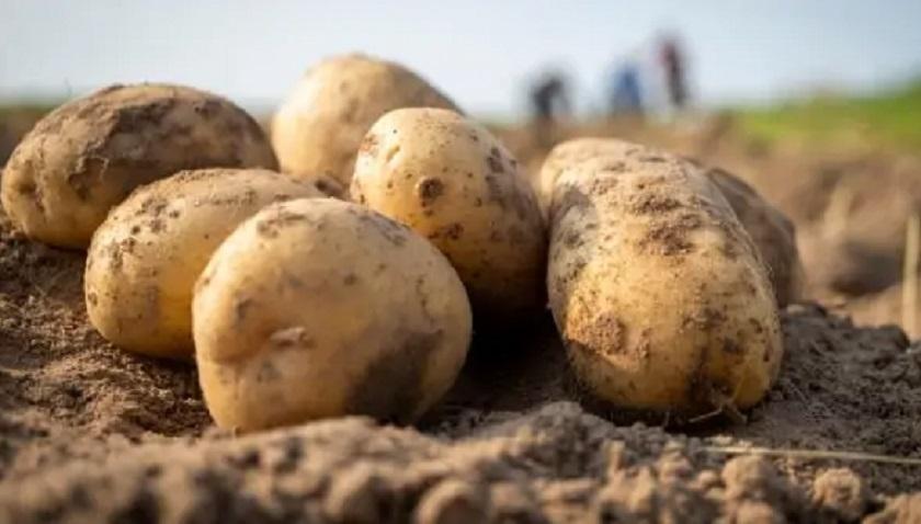 Anis Kharbech : dans une semaine, la pénurie de pommes de terre sera finie