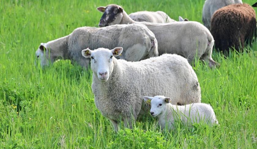 Risque de tempêtes : les agriculteurs appelés à prendre les précautions nécessaires pour préserver leurs élevages et équipements