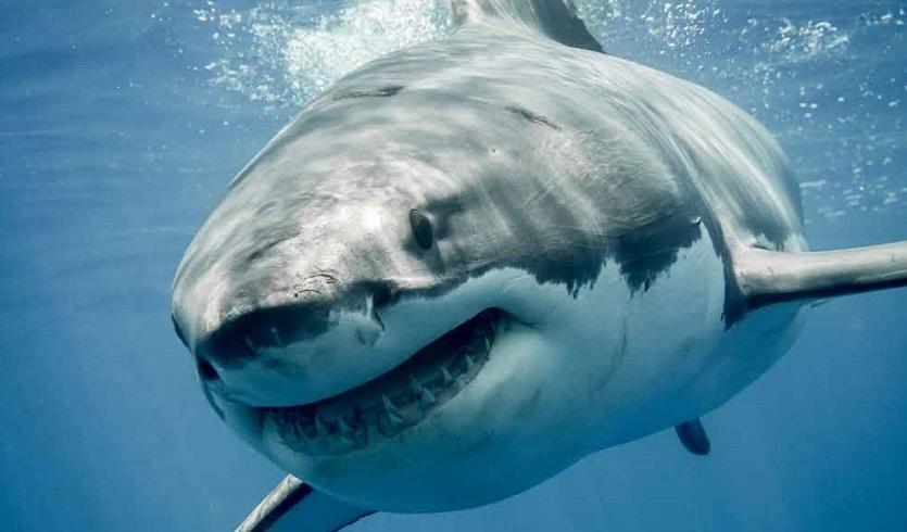 Hamdi Hached : le requin fait partie de l'écosystème des côtes tunisiennes et de la méditerranée
